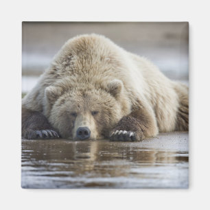 Íman EUA, Alaska, parque nacional de Katmai, urso de