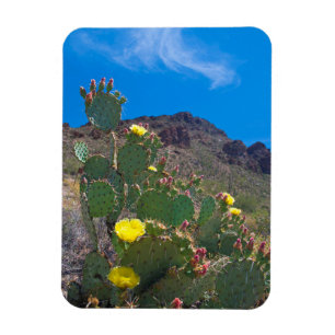 Íman EUA, Arizona. Cacto Nas Colinas