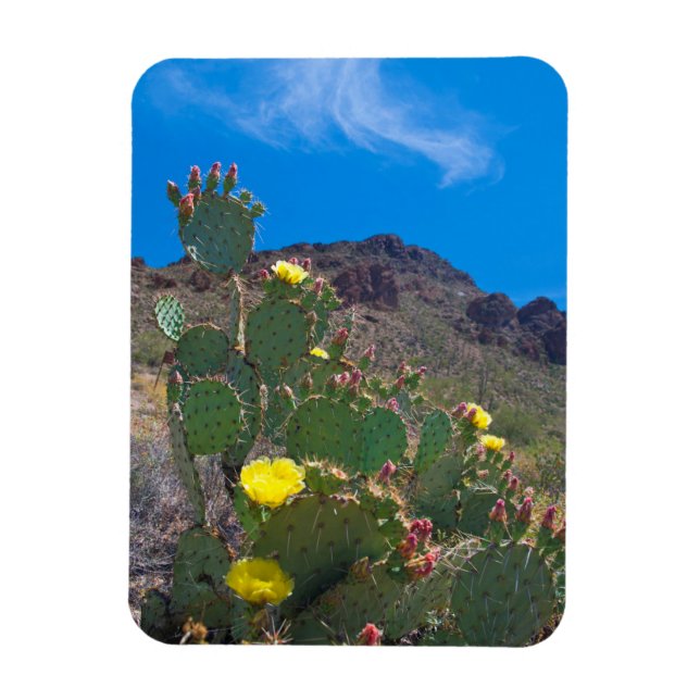 Íman EUA, Arizona. Cacto Nas Colinas (Vertical)