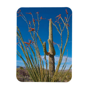 Íman EUA, Arizona. Cacto no Parque Nacional Saguaro