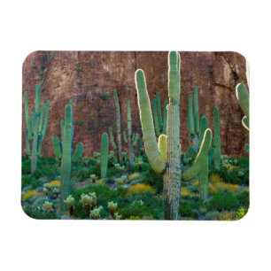 Íman EUA, Arizona. Campo de Cactos Saguaro ao Pé de uma