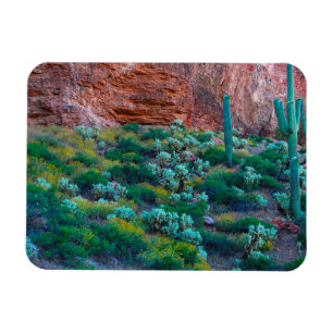 Íman EUA, Arizona. Flora do Deserto