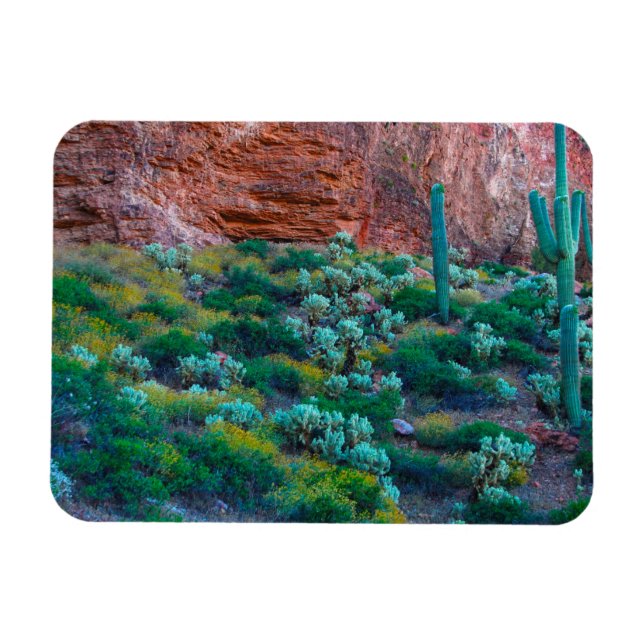 Íman EUA, Arizona. Flora do Deserto (Horizontal)