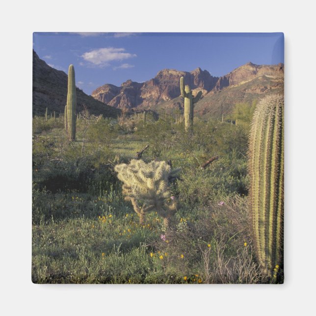 Íman EUA, Arizona, Monumento Nacional Organ Pipe. (Frente)