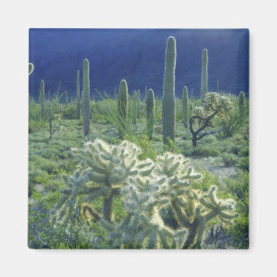 Íman EUA, Arizona, Parque Nacional do Cacto Organ Pipe