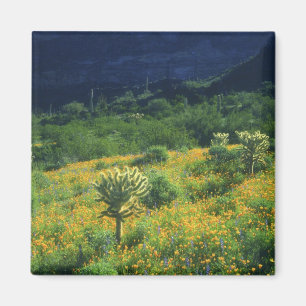 Íman EUA, Arizona, Parque Nacional do Cacto Organ Pipe