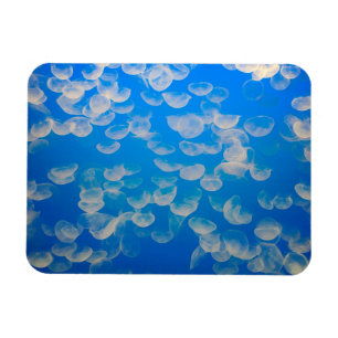 Íman EUA, Califórnia. Água-Velho Na Baía De Monterey