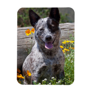 Íman EUA, Califórnia. Curandeiro de Queensland que