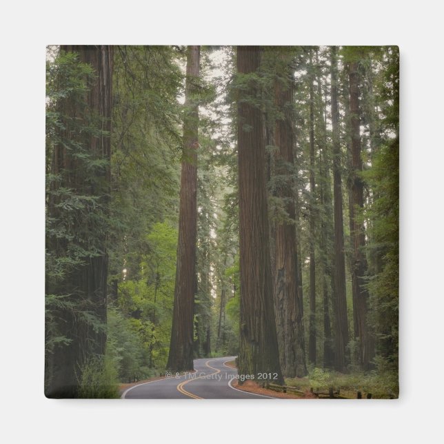 Íman EUA, Califórnia, estrada através da floresta Redwo (Frente)