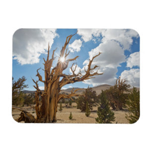 Íman EUA, Califórnia, Floresta Nacional Inyo 6