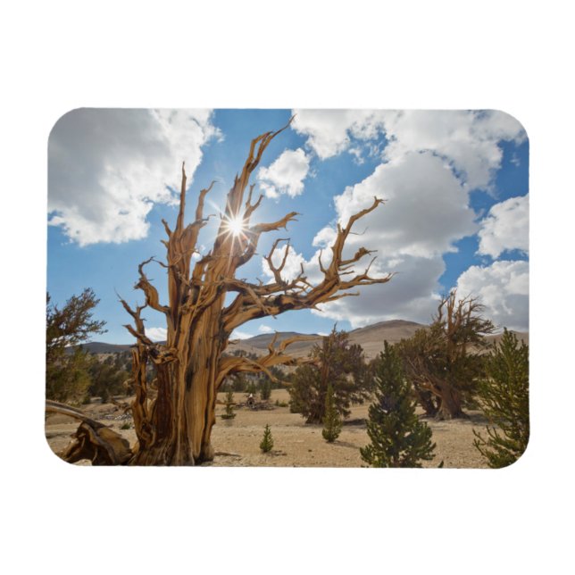 Íman EUA, Califórnia, Floresta Nacional Inyo 6 (Horizontal)