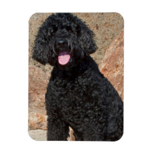 Íman EUA, Califórnia. Labradoodle Cuidando