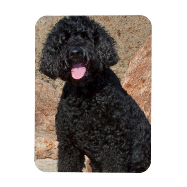 Íman EUA, Califórnia. Labradoodle Cuidando (Vertical)