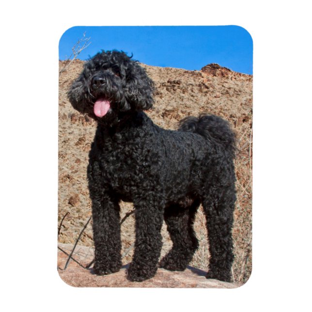 Íman EUA, Califórnia. Labradoodle em Pé (Vertical)