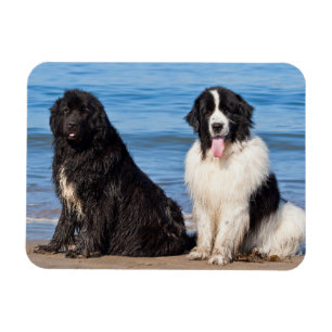 Íman EUA, Califórnia. Newfoundlands Sentados