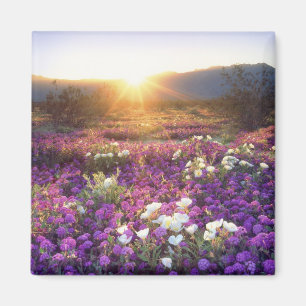 Íman EUA, Califórnia, Parque Estadual do Deserto de Anz