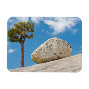 Íman EUA, Califórnia, Parque Nacional de Yosemite. Pinh