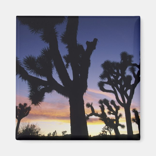 Íman EUA, Califórnia, Parque Nacional Joshua Tree, (Frente)