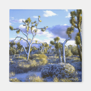 Íman EUA, Califórnia, Parque Nacional Joshua Tree. 2