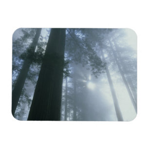 Íman EUA, Califórnia, Parque Nacional Redwood, Del