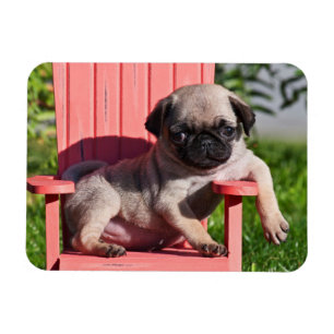 Íman EUA, Califórnia. Pug Filhote Desleixado