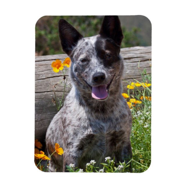 Íman EUA, Califórnia. Queensland Healer Sentado 2 (Vertical)