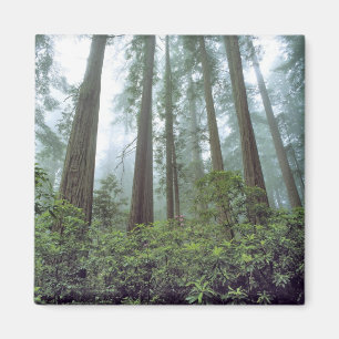 Íman EUA, Califórnia, Redwood NP. Névoa filtra a