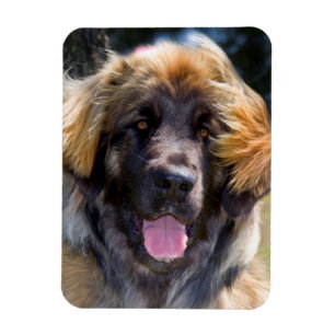Íman EUA, Califórnia. Retrato de Leonberger Sentado