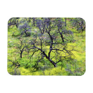 Íman EUA, Califórnia, San Diego. Uma floresta de carval