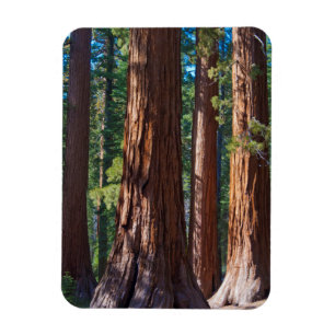 Íman EUA, Califórnia. Troncos de árvores Redwood, Marip
