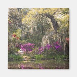 Íman EUA, Carolina do Sul, Charleston. Árvores de Cipre