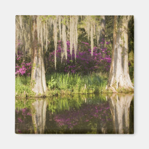 Íman EUA, Carolina do Sul, Charleston. Árvores de Cipre