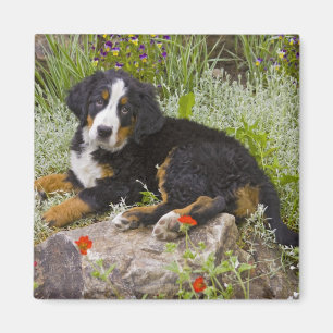 Íman EUA, Colorado, Breckenridge. Fêmea Bernese