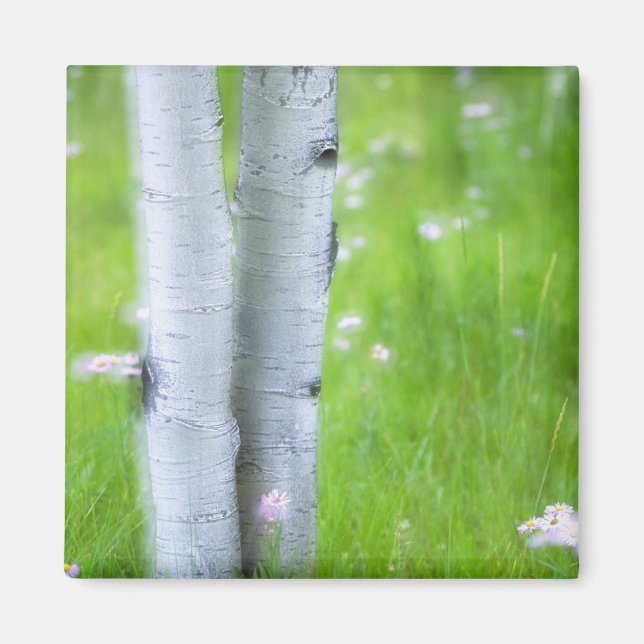 Íman EUA, Colorado, Lake City, Aspens e (Frente)