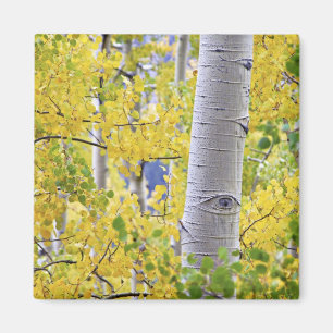 Íman EUA, Colorado, Montanhas Rochosas.  Valor estimado