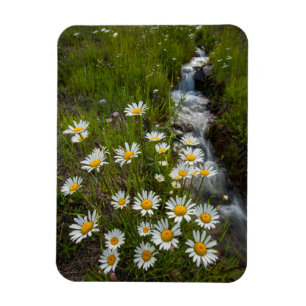 Íman EUA, Colorado, San Juan Mountain. Daisies