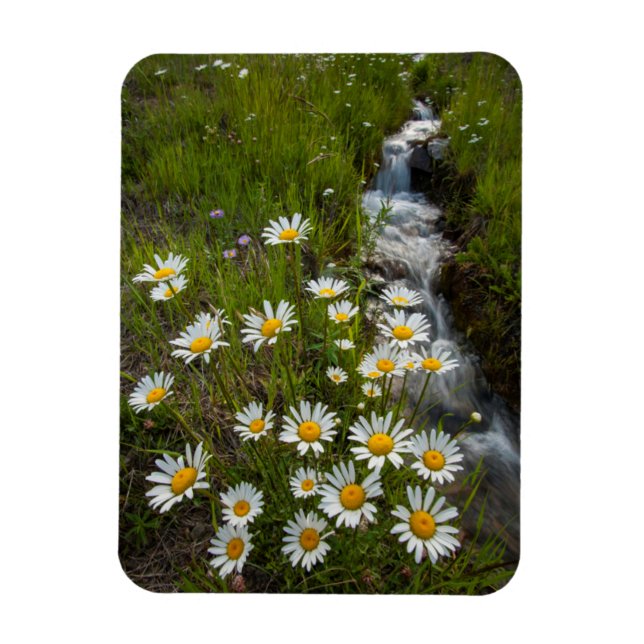 Íman EUA, Colorado, San Juan Mountain. Daisies (Vertical)
