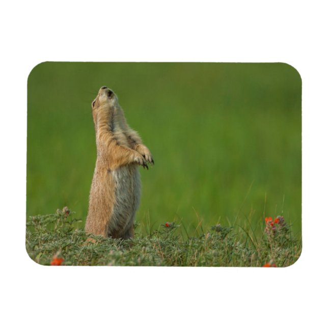 Íman EUA, Dakota do Sul, Parque Estadual Custer (Horizontal)