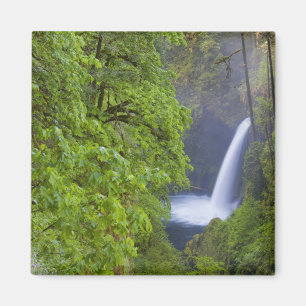 Íman EUA, Eagle Creek, Columbia Gorge, Oregon. 2