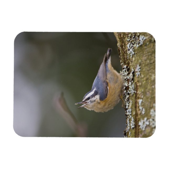 Íman EUA, Estado de Washington, Red-Brested Nuthatch, (Horizontal)