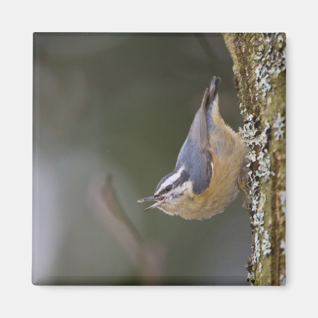Íman EUA, Estado de Washington, Red-Brested Nuthatch, (Frente)