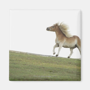 Íman EUA, Estados de Nova Iorque, Hudson, cavalo que