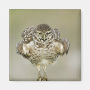 Íman EUA, Flórida, Cabo Coral, Fechamento da toca