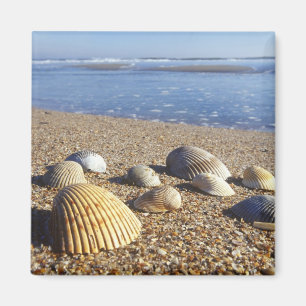 Íman EUA, Flórida, Conchas Marinhas Costeiras
