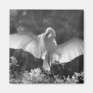 Íman EUA, Flórida, Garça-branca-grande (Ardea alba) inf