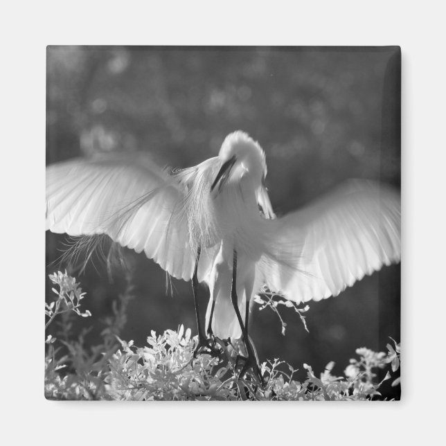 Íman EUA, Flórida, Garça-branca-grande (Ardea alba) inf (Frente)