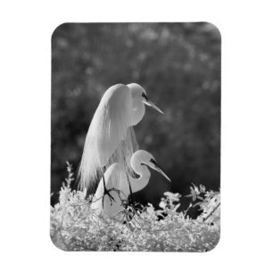 Íman EUA, Flórida, Garça-branca-grande (Ardea alba) inf
