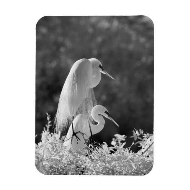 Íman EUA, Flórida, Garça-branca-grande (Ardea alba) inf (Vertical)
