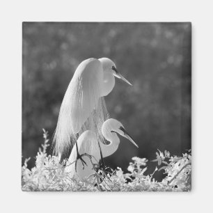 Íman EUA, Flórida, Garça-branca-grande (Ardea alba) inf
