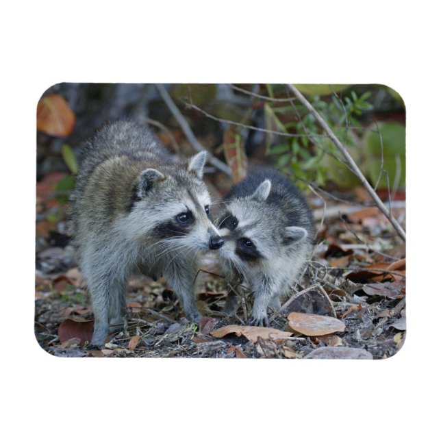 Íman EUA, Flórida, Sanibel, Ding Querido Nacional (Horizontal)